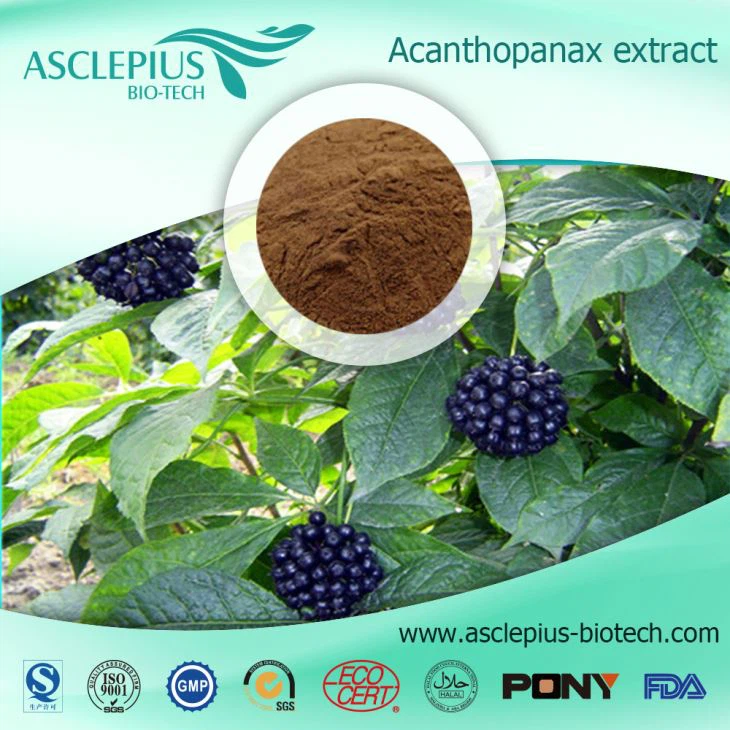 Eleutherococcus Senticosus Extract/siberian Ginseng Extract Powder,Ciwujia Extract Supplier Wholesale / Eleutheroside B+E 0.8%HPLC, Eleutheroside E