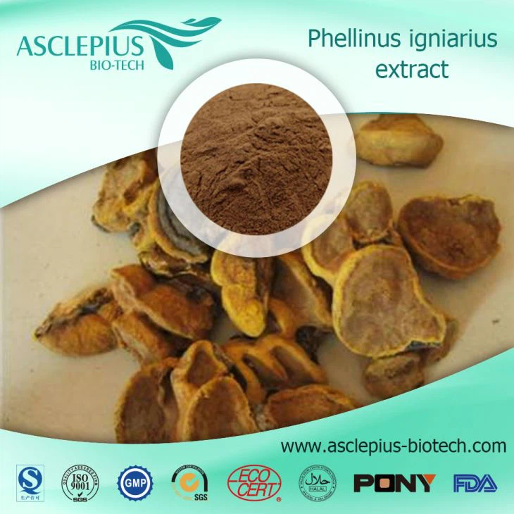 Phellinus Igniarius Extract Powder Supplier Wholesale /the Active Ingrediant Is Morin