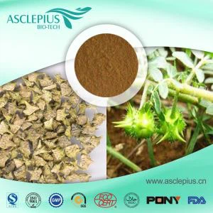 Tribulus Terrestris Extract ผู้จัดจำหน่ายอาหารเสริมขายส่ง, Polysaccharide, Tribulus Alatus Extract
