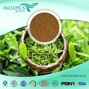 ผู้จัดจำหน่ายชาเขียว PE ขายส่ง / ส่วนผสมที่ใช้งาน ได้แก่ EGCG, epigallocatechin Gallate, gallocatechin, epicatechin